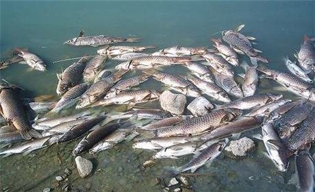 جمعيات تفجر فضيحة تلوث جديدة بنهر ملوية