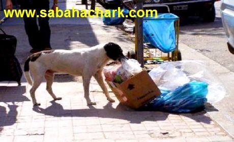 الكلاب الضالة تهدد سلامة سكان مدينة أكليم