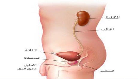 أمراض البروستاتا.. ضريبة الرجولة