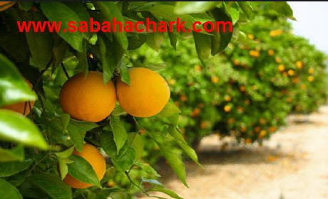 تسويق الحوامض ببركان يشهد أزمة غير مسبوقة