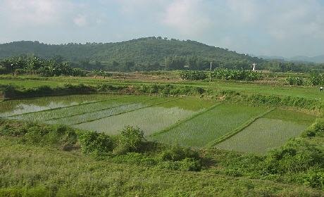 سقي مزروعات بالمياه العادمة لأكليم يهدد صحة المستهلكين
