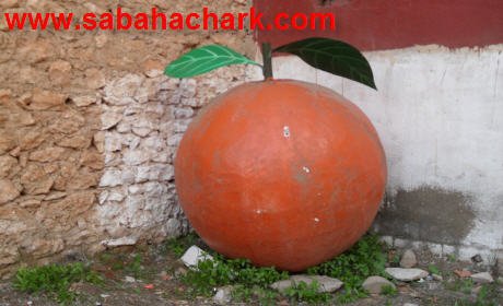 حديث الصورة : الليمونة المرحومة