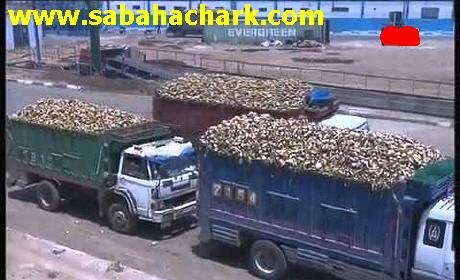 اعتماد الفلاحين على المكننة يطور زراعة الشمندر السكري بملوية