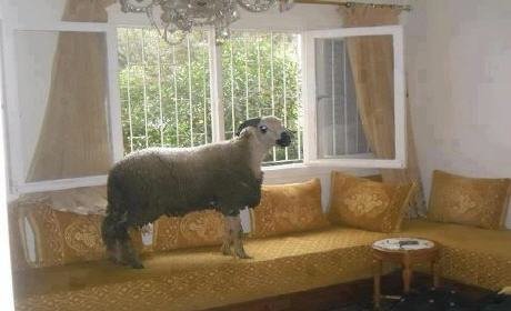 سيرو شريو الحولي.. عيد الأضحى الأحد 5 أكتوبر؟