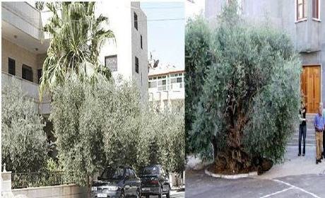 جدل سياسي بسبب أشجار الزيتون داخل المدار الحضري بوجدة