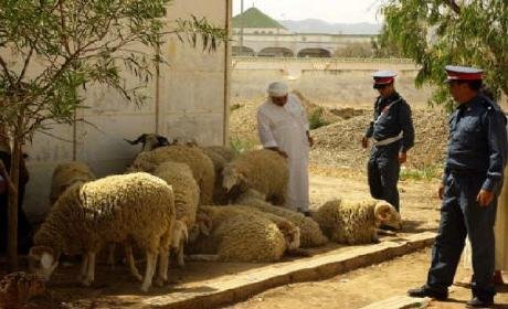 عناصر الدرك الملكي … بتفكيك عصابة إجرامية متخصصة في سرقة أبقار والمواشي بإقليم بركان