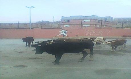 مهزلة … هكذا تحولت دار الشباب سيدي سليمان شراعة إلى مرتع للأبقار