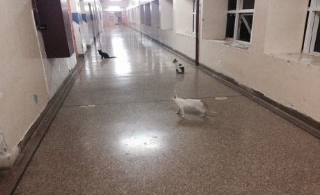 القطط تتخذ من مستشفى الفارابي بوجدة مأوى آمنا