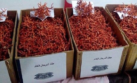 عناصر الجمارك تحجز 277 كلغ من مادة المرجان الخام بالسعيدية إقليم بركان