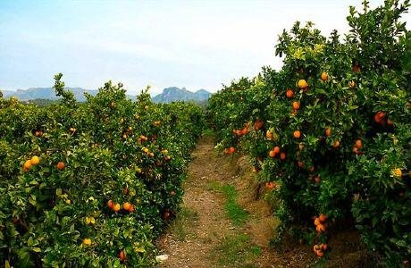 كارثة لقطاع الحوامض ببركان..الفلاحة يتركون المحصول في الشجرة بدل بيعه ب80 سنتيم للكيلوغرام