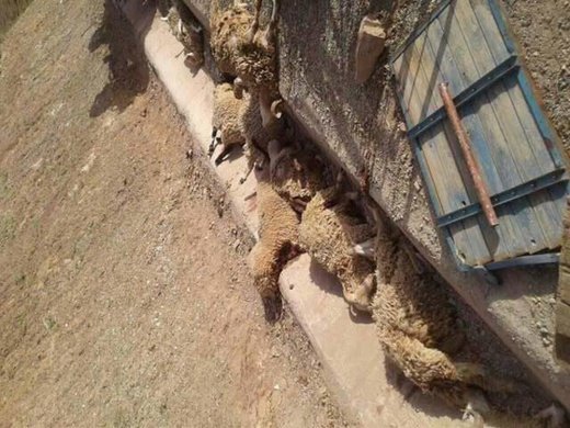 16748625 21430254 - www.sabahachark.com