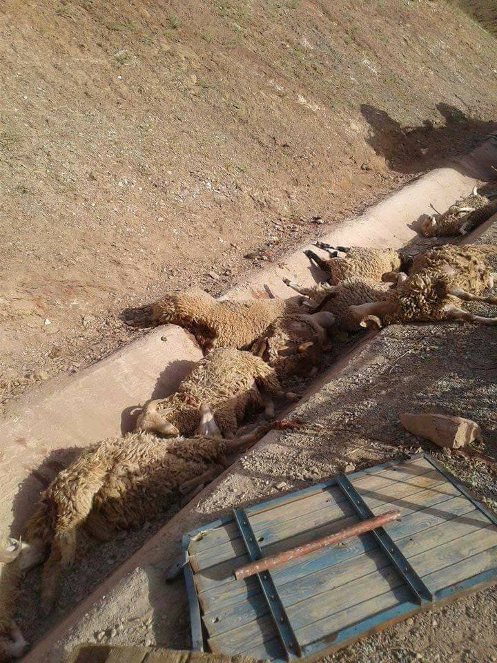 aa 17 - www.sabahachark.com