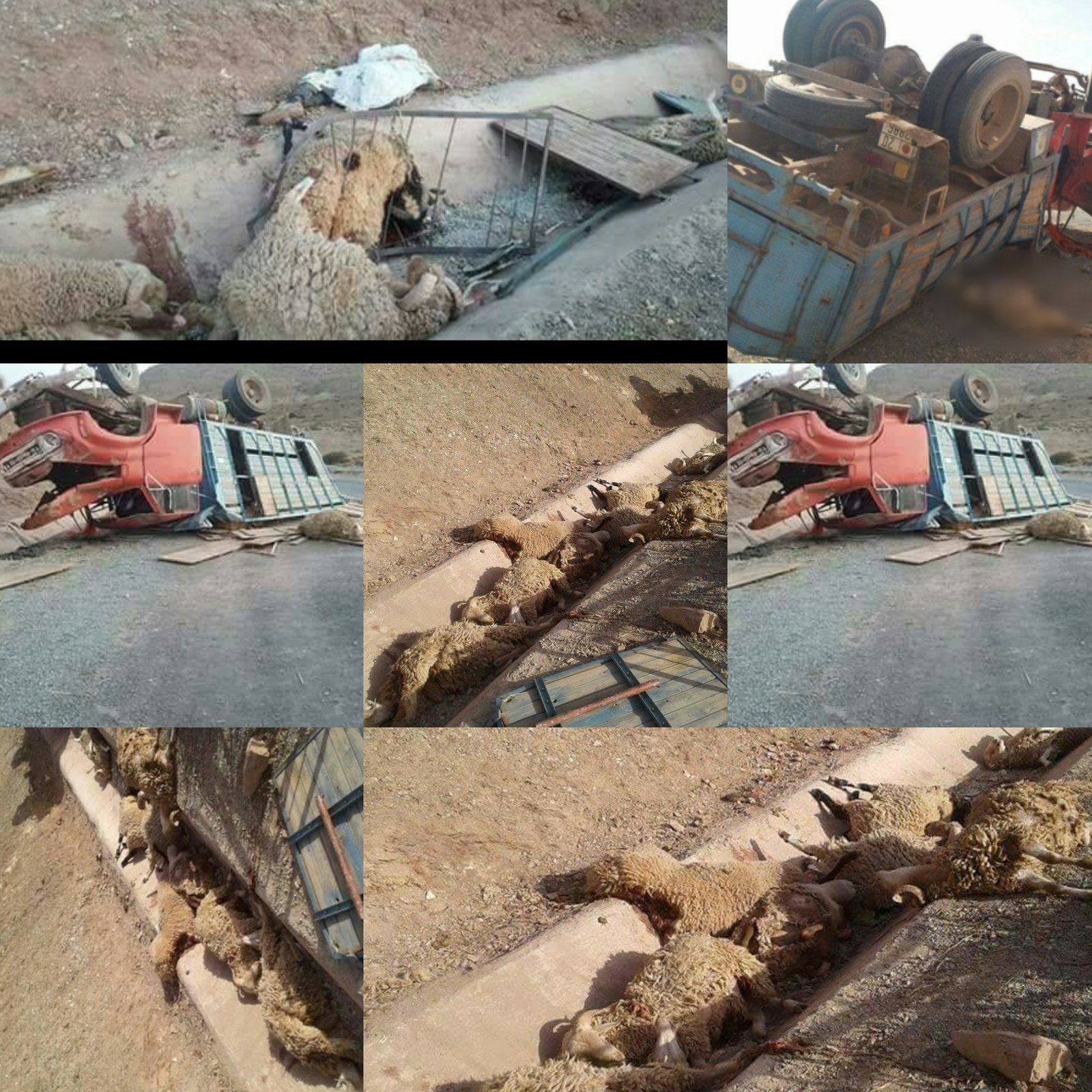 مقتل العشرات من الأغنام وإصابة سائق شاحنة بجروح خطيرة إثر حادثة سير بين جرادة و تاوريرت