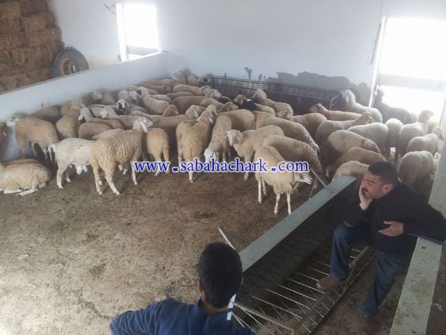 تعاونية الجسر بجماعة مشرع حمادي تستلم 63 خروفة من مجلس جهة الشرق