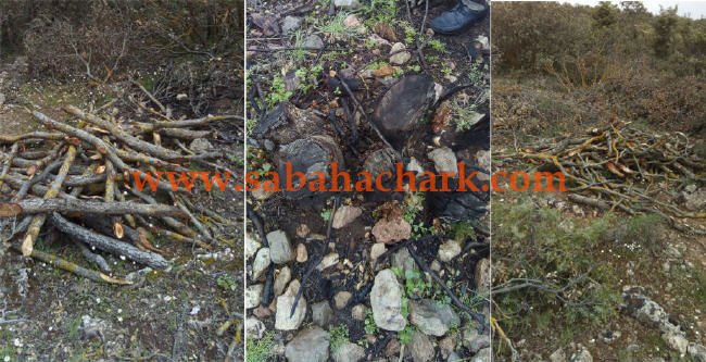 من المسؤول عن تخريب وقطع أشجار غابة عين ألمو