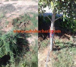 43607065 317174895679605 2294036822721822720 n - www.sabahachark.com