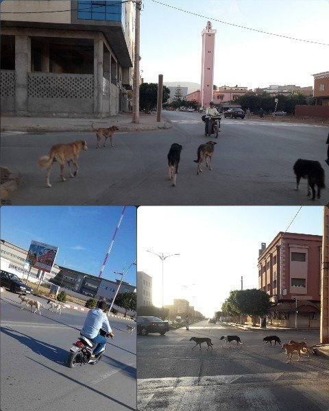 انتشار الكلاب الضالة بشوارع مدينة بركان يتحول إلى ظاهرة تقلق الساكنة وأصحاب الإدارات