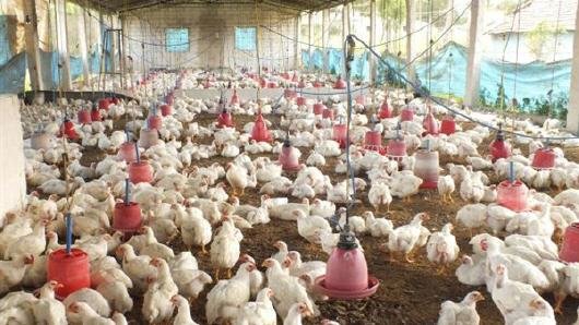 “خليه يقاقي” شعار دعوات الى مقاطعة جديدة تستهدف الدجاج