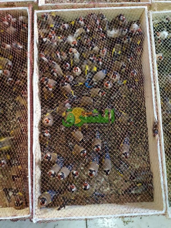 WhatsApp Image 2019 11 13 at 15.45.17 1 - www.sabahachark.com