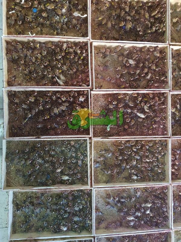 WhatsApp Image 2019 11 13 at 15.45.17 - www.sabahachark.com