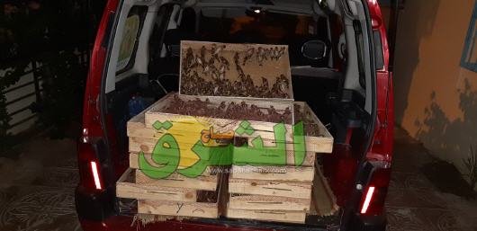 جمارك وجدة تحجز 1700 طائر من نوع الحسون على مثن سيارة مهربة إلى القطر الجزائري