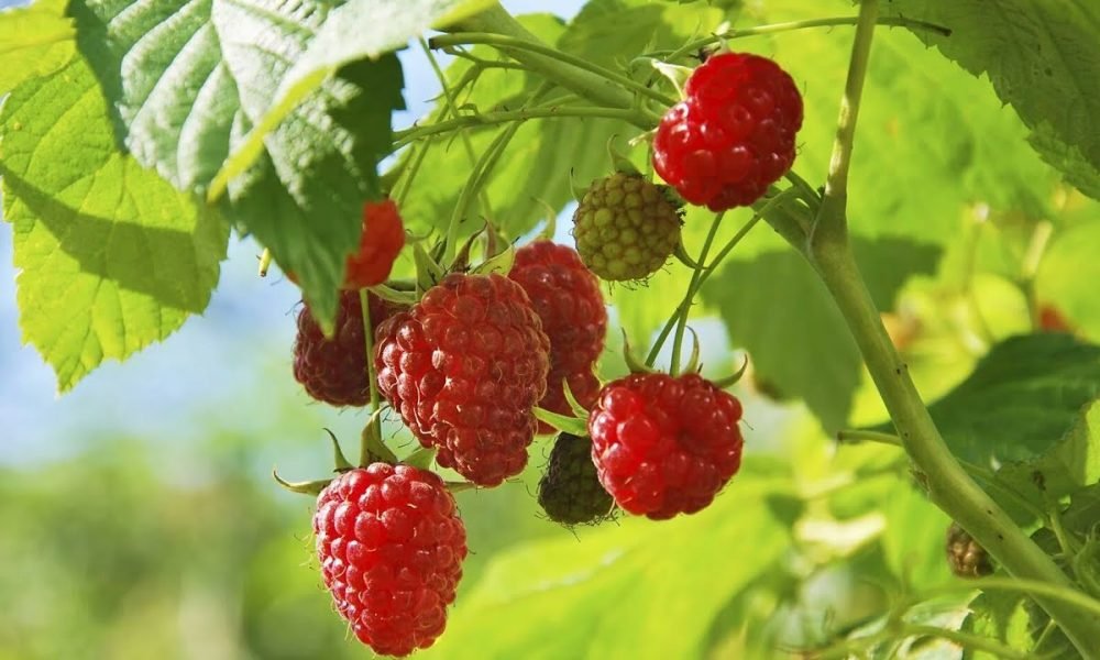 اتفاق أمريكي -مغربي يفتح السوق الأمريكي أمام صادرات المغرب من توت العليق