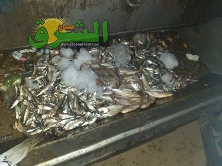 حجز 180 كلغ من الأسماك المتنوعة ببركان