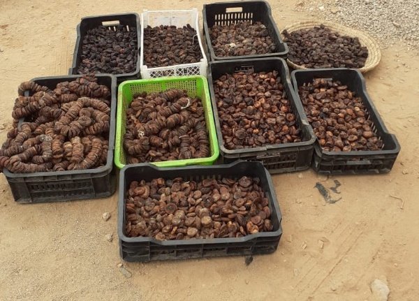 IMG 20200507 WA0008 copy   - www.sabahachark.com