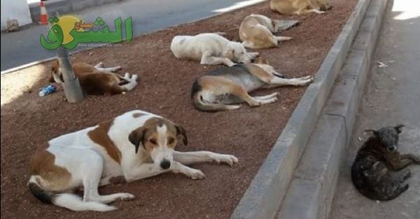 01 1 - www.sabahachark.com