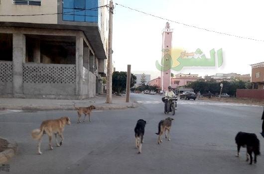 الكلاب الضالة ببركان تهدد حياة المواطنين وتحول حياتهم إلى جحيم