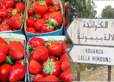 الفرقة الوطنية للدرك الملكي تبحث بشأن ظروف وأسباب تفشي كوفيد 19 بمنطقة للا ميمونة