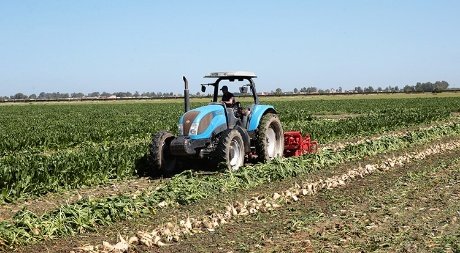 توقع إنتاج يفوق 228 ألف طن من الشمندر السكري بمدار ملوية