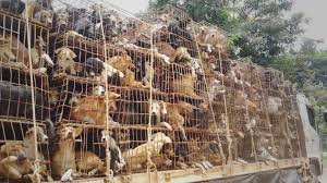 انطلاق مهرجان لحوم الكلاب المثير للجدل بالصين