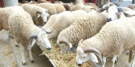 عاجل..وزارة الأوقاف تعلن عن فاتح ذي الحجة وعيد الأضحى