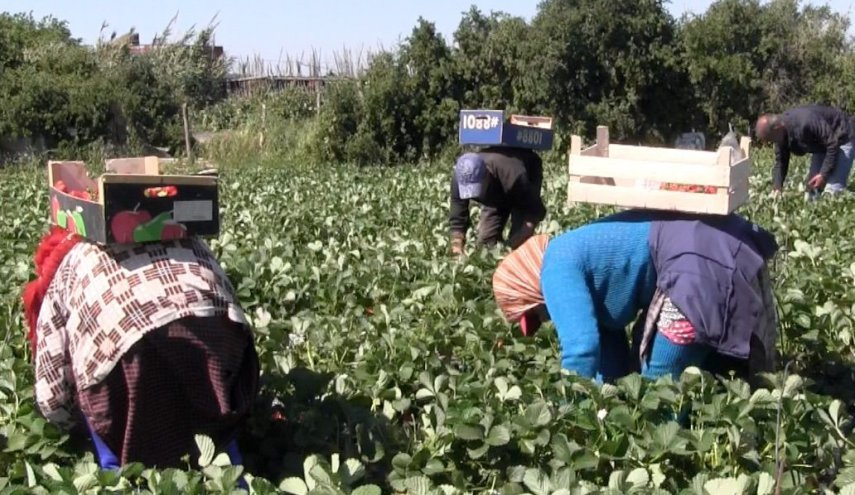 المغرب يشرع في إعادة العاملات المغربيات اللواتي يشتغلن في حقول الفراولة بهويلفا