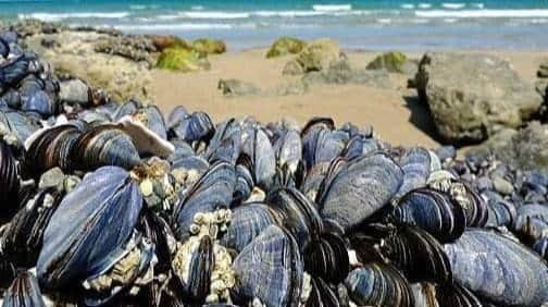 حظر جمع وتسويق الصدفيات بمنطقة راس كبدانة-السعيدية