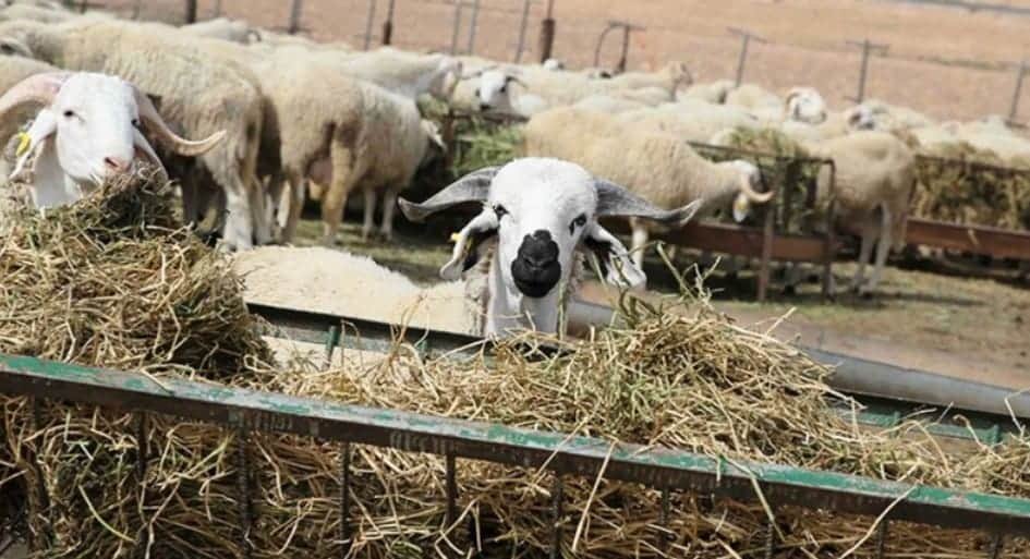 إجراءات احترازية صارمة باسواق بيع الماشية بالجهة الشرقية العرض متوفر وكافي للساكنة