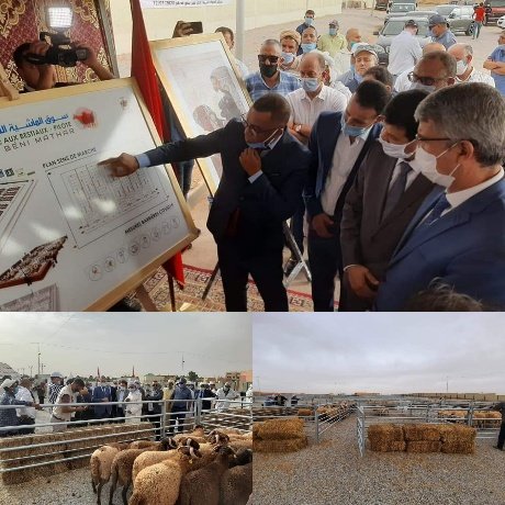 افتتاح السوق النموذجي للماشية  لعين بني مطهر في حلة جديدة