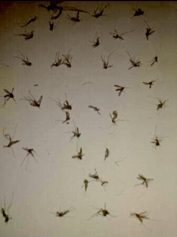 index - www.sabahachark.com