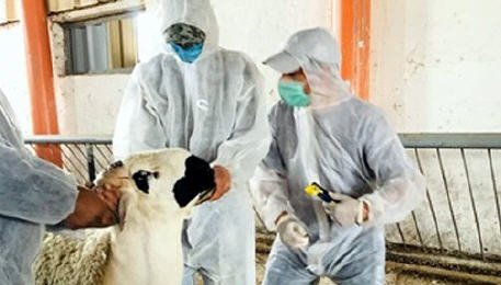 الحكومة تطلق “دليلا عمليا يتعلق باحترام التدابير الصحية الوقائية بعيد الأضحى