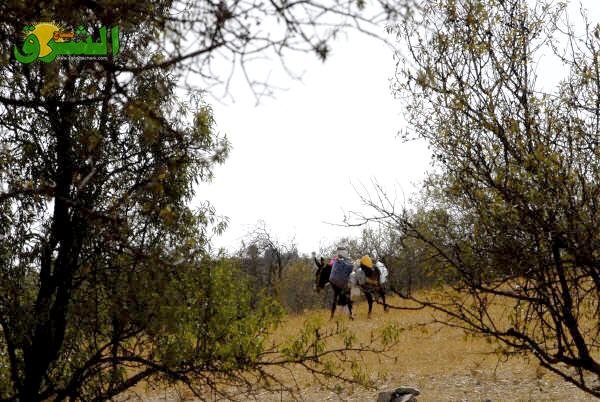 01033 - www.sabahachark.com