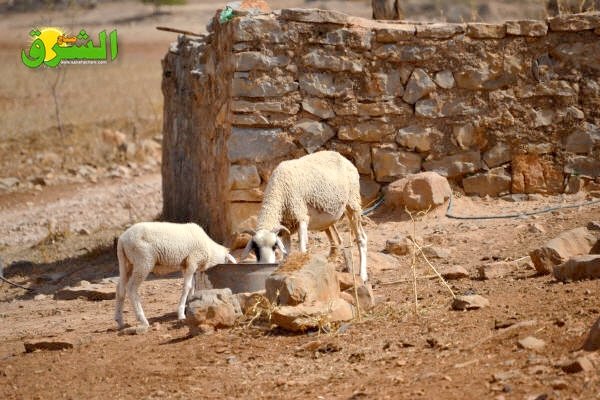 DSC 0142 - www.sabahachark.com