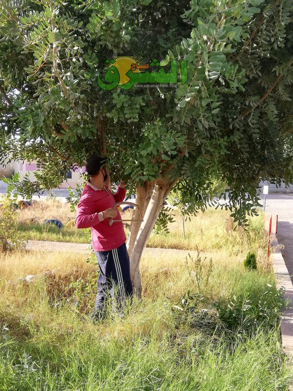 IMG 20200912 082521 - www.sabahachark.com