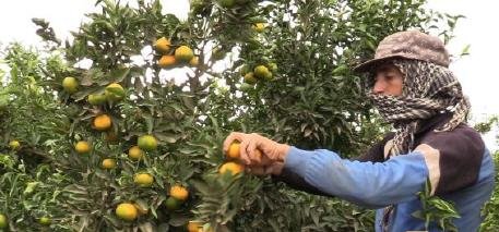 cover mwsm jny lbrtql lbrkny - www.sabahachark.com