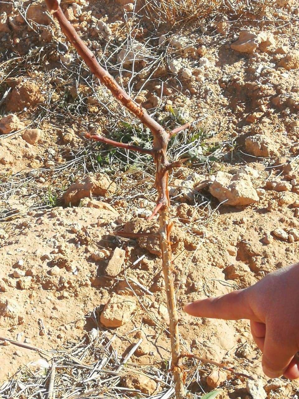 FB IMG 1613133439030 - www.sabahachark.com