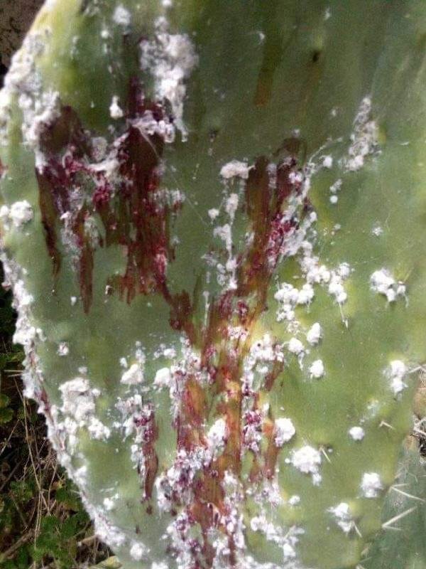  الصبار 22 1 - www.sabahachark.com