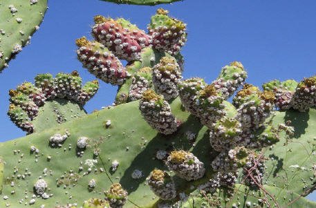  الصبار - www.sabahachark.com