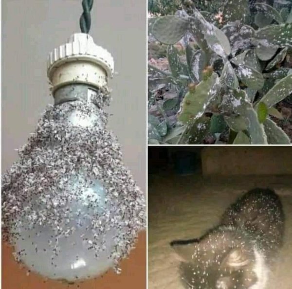 FB IMG 1621295733883 copy 600x594 1 - www.sabahachark.com