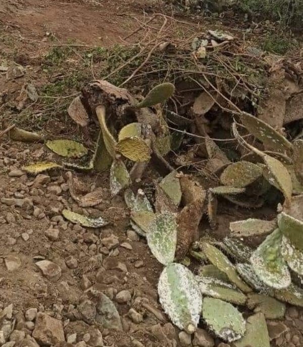 FB IMG 1621295768259 copy   - www.sabahachark.com