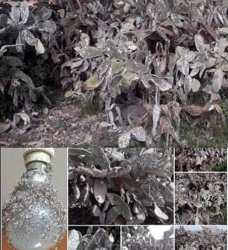 PhotoCollage 1621439276510 copy   - www.sabahachark.com